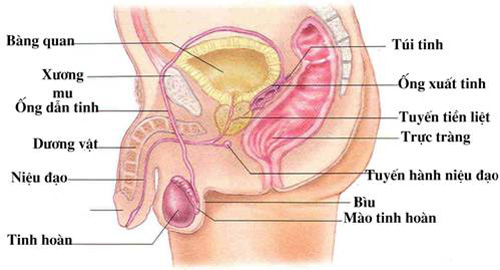 Ung thư tuyến tiền liệt là gì?